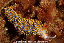 Berghia coerulescens trying to stay unnoticed. Shot using... by Joao Pedro Tojal Loia Soares Silva 
